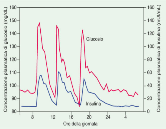 grafico insulina glucagone nella giornata